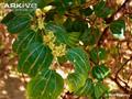 Christ's Thorn Jujube